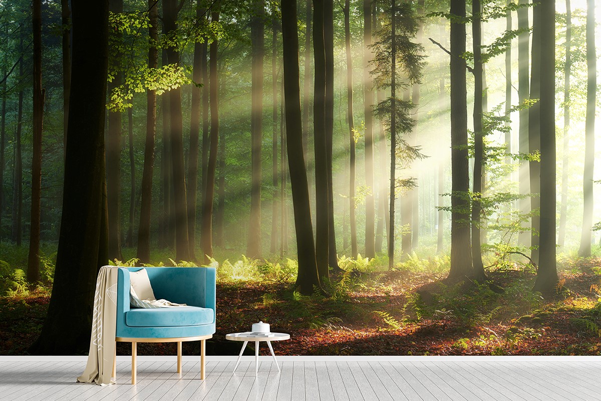 Forest Mural Wallpaper SMP-Scenery-004