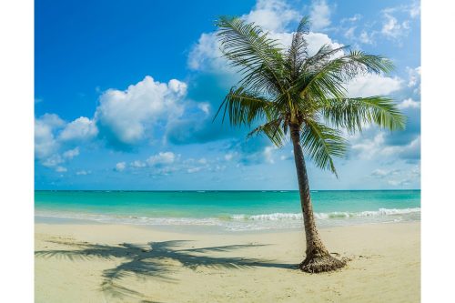 Beach Coconut Tree Wallpaper SMP-Scenery-022