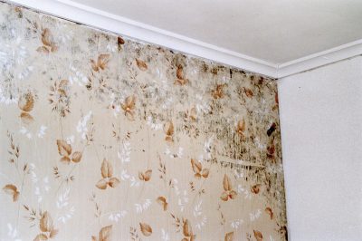 Wallpaper Mold Defect