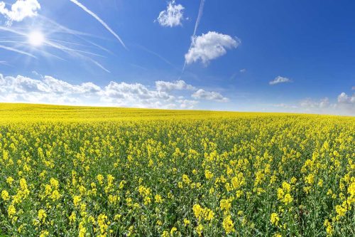 Summer Yellow Canola Flowers Wallpaper