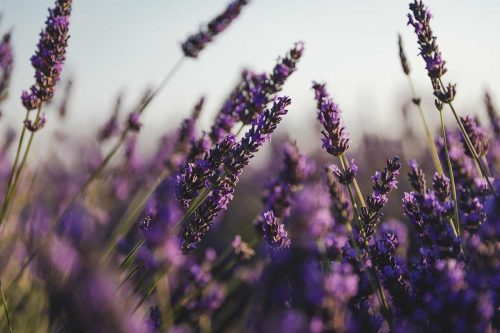 Lavender Minimalist Floral wallpaper