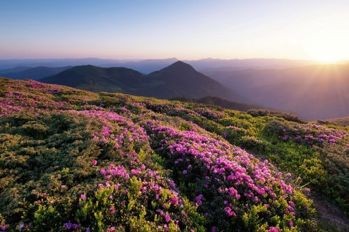 SMP-Scenery-065
